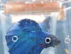 Аквариумные рыбки 