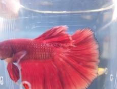 Аквариумные рыбки 