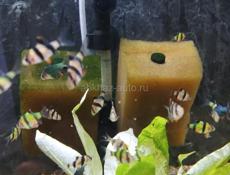 Аквариумные рыбки 