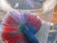 Аквариумные рыбки 