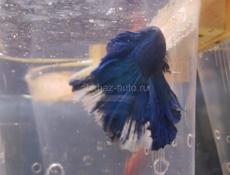 Аквариумные рыбки 