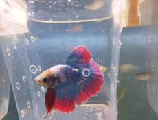 Аквариумные рыбки 