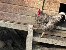 Продам молодых петузов