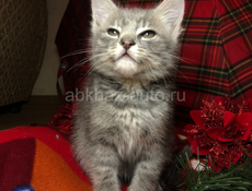 Приму в дар