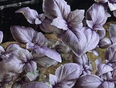 Микрозелень