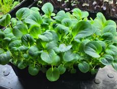 Микрозелень