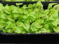 Микрозелень