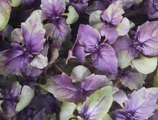 Микрозелень