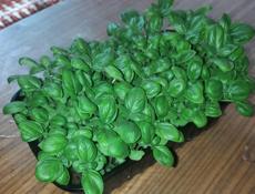 Микрозелень