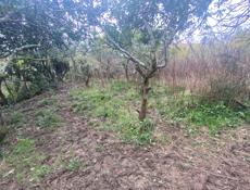 Участок Гагра 15 соток 