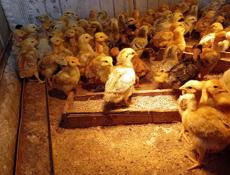 Цыплята 