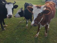 Продаются скот 