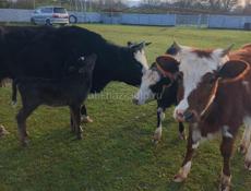 Продаются скот 