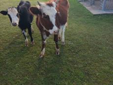 Продаются скот 