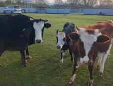 Продаются скот 