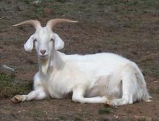 Срочно 10т 25 кг