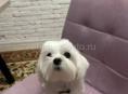 Щенок мальтизе
