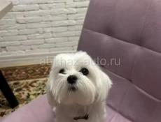 Щенок мальтизе