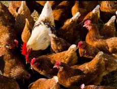 Срочно по 500₽