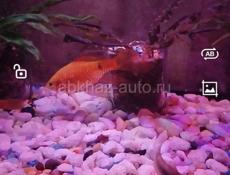 Огненный барбус