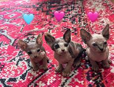 Котята сфинкс 