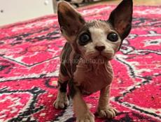 Котята сфинкс 