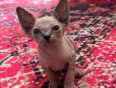 Котята сфинкс 