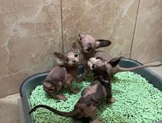 Котята сфинкс 