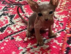 Котята сфинкс 