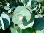 Эвкалипт Серебристый 