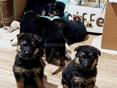 Продаются щенки немецкой овчарки 