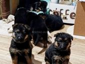 Продаются щенки немецкой овчарки 