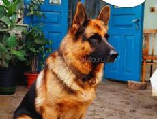 Продаются щенки немецкой овчарки 