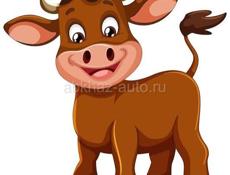 Продам бычка 