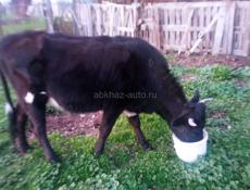 продаются коровы 