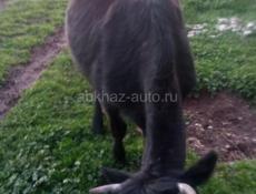 продаются коровы 