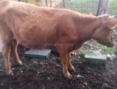 продаются коровы 