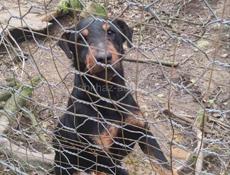 Щенок ягдтерьер 