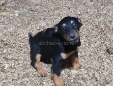 Щенок ягдтерьер 