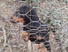 Щенок ягдтерьер 