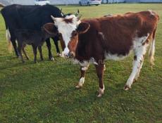 Продаётся скот 