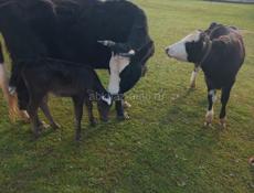 Продаётся скот 