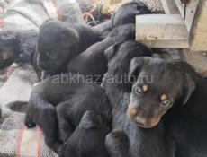 По 500р ягдтерер 