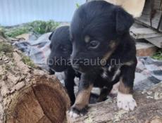 По 500р ягдтерер 