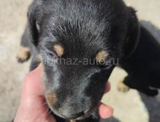 По 500р ягдтерер 