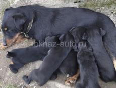 По 500р ягдтерер 