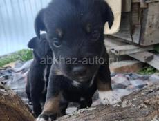 По 500р ягдтерер 