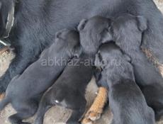 По 500р ягдтерер 