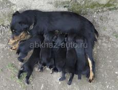 По 500р ягдтерер 