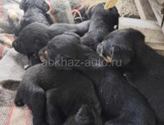 По 500р ягдтерер 